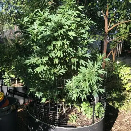 Seedsman Peyote Gorilla First Outdoor
