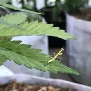 Big Jack Auto Outdoor Spring 26'