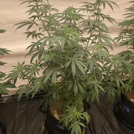 00 Blue Dream Fast Indoor Summer