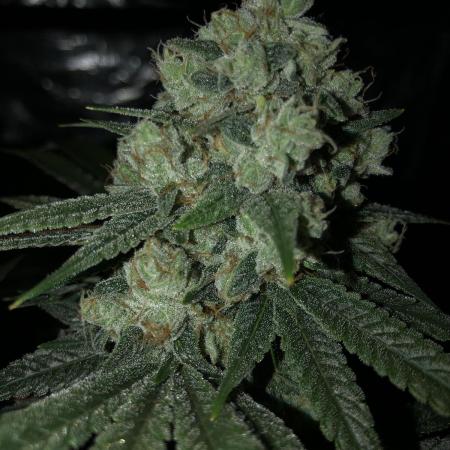 Witches Wedding Seedman Indoor Fall