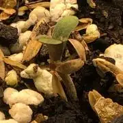 Neville's Haze Auto Spliff Seeds Indoor