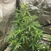 Strawberry Haze Auto Indoor Late Summer