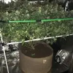 Sweet Seeds Green Poison Indoor 4x4
