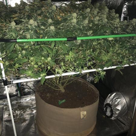 Sweet Seeds Green Poison Indoor 4x4