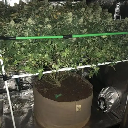 Sweet Seeds Green Poison Indoor 4x4