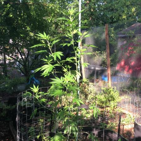 Fast Buds Rainbow Melon First Outdoor