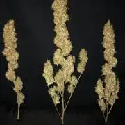 White Domina Kannabia Indoor Spring 26