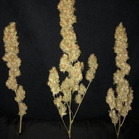 White Domina Kannabia Indoor Spring 26