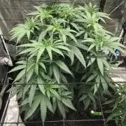 Critical Purple Kush Seedsman Indoor