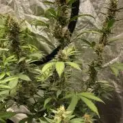 Purple Dream Auto Indoor Late Summer