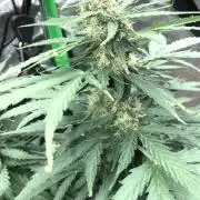 Gorilla Auto Fast Buds Indoor Spring 26
