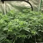 Purple Punch 00 Indoor Scrog Fall