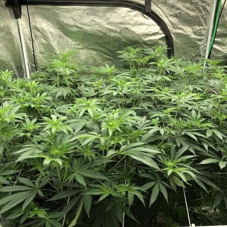 Purple Punch 00 Indoor Scrog Fall