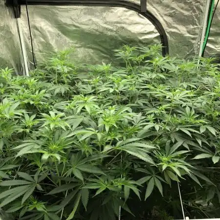 Purple Punch 00 Indoor Scrog Fall