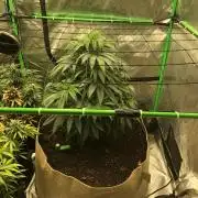 Colombian Jack Kannabia Indoor Spring 26