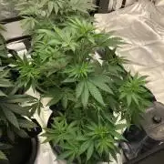Northern Lights #5 Haze Cinderella 99