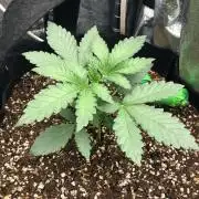 Karate Kid Sensi Indoor Fall