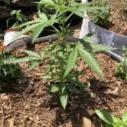 OG Kush Auto Outdoor Spring 26"