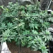 Lemonchello Haze Seedsman Indoor Summer