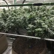 Silver Widow Kannabaia Indoor Summer