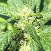 Maui Wowie Auto Outdoor Spring 26'