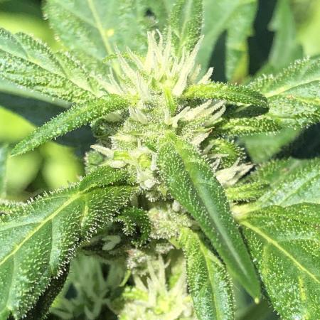 Maui Wowie Auto Outdoor Spring 26'