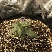 Mikromachine Auto Indoor Late Summer