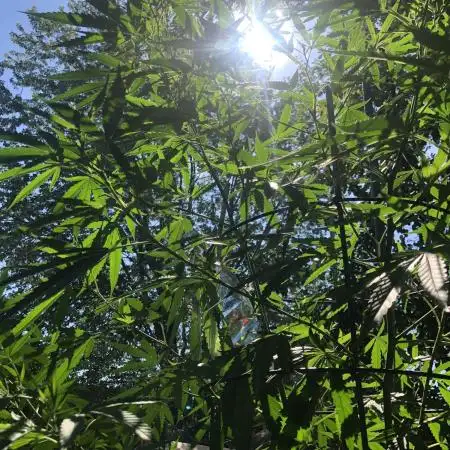 Fast Buds Rainbow Melon First Outdoor