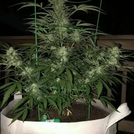 Fast Buds Lemon AK Auto Outdoor