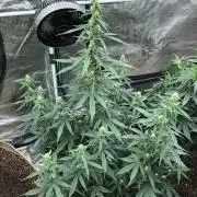 Purple Mimosa XL Auto Indoor Spring 26