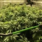 Sweet Seeds Green Poison Indoor 4x4