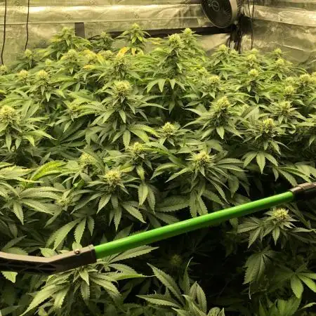 Sweet Seeds Green Poison Indoor 4x4