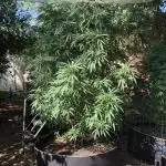 Fast Buds Rainbow Melon First Outdoor