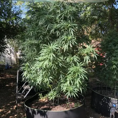 Fast Buds Rainbow Melon First Outdoor