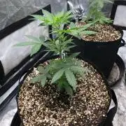 Mikromachine Auto Indoor Late Summer