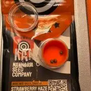 Strawberry Haze Auto Indoor Late Summer
