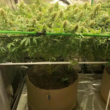 Pyramid Tutankhamun Indoor 4x4 Summer