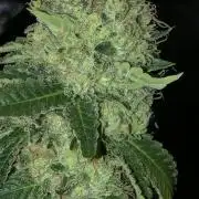 Sweet Seeds Green Poison Indoor 4x4