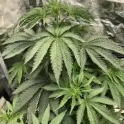 Big Berry Boom Boom Sensi Indoor Fall