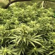 White Domina Kannabia Indoor Spring 26
