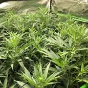 Critical Purple Kush Seedsman Indoor