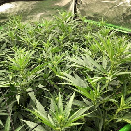 Critical Purple Kush Seedsman Indoor