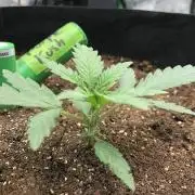 Critical Purple Kush Seedsman Indoor