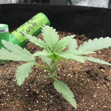 Critical Purple Kush Seedsman Indoor