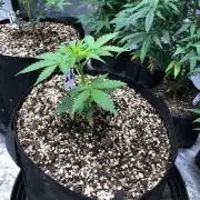 Neville's Haze Auto Spliff Seeds Indoor