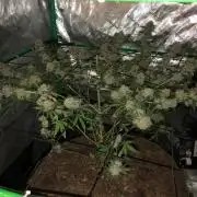 Acapulco Gold (auto) SeedSupreme Indoor