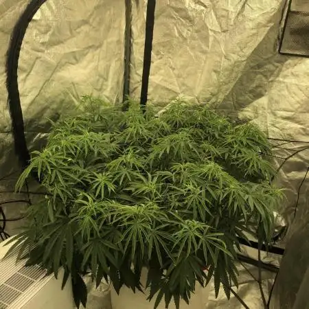 Ganja Farmer Grandaddy Black Indoor 4x4