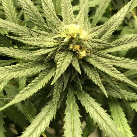 Ganja Farmer Grandaddy Black Indoor 4x4