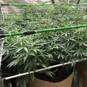 Critical Purple Kush Seedsman Indoor