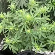 Acapulco Gold (auto) SeedSupreme Indoor